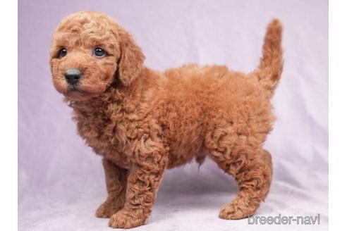 成約済の東京都のトイプードル-208871の3枚目